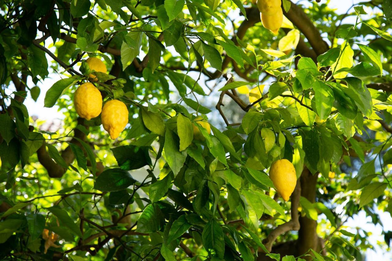 Villa Donna Elisa Sorrento Esterno foto